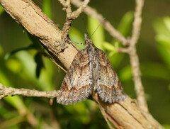 Microdes diplodonta