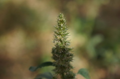 Amaranthus hybridus