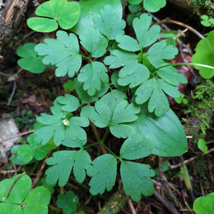 Adoxa moschatellina