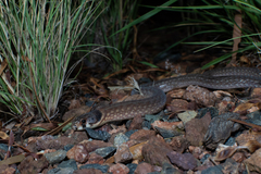 Pygopus schraderi