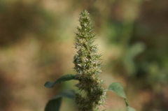 Amaranthus hybridus