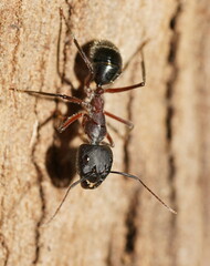 Camponotus intrepidus
