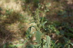 Amaranthus hybridus