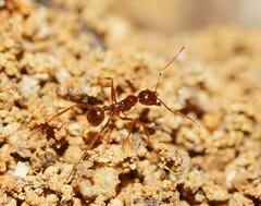 Aphaenogaster longiceps
