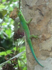 Phelsuma pasteuri