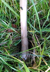 Volvopluteus gloiocephalus