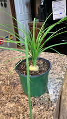 Beaucarnea recurvata