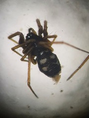 Ipa keyserlingi
