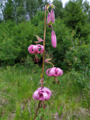 Lilium martagon pilosiusculum