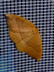 Watsonalla cultraria