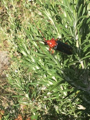 Stenaspis verticalis