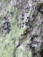 Cresponea chloroconia