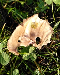 Volvopluteus gloiocephalus