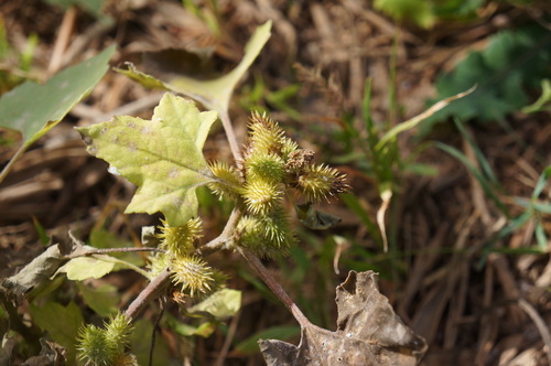 rough cocklebur
