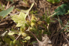 Xanthium strumarium image