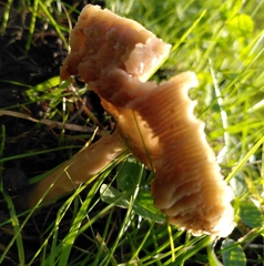 Volvopluteus gloiocephalus
