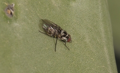 Anthomyia procellaris