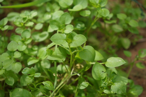 common chickweed
