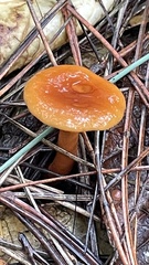 Lactarius