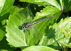 Arigomphus cornutus