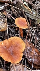 Lactarius