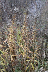 Solidago gigantea