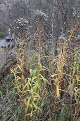 Solidago gigantea