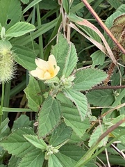 Sida rhombifolia