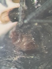 Ipa keyserlingi