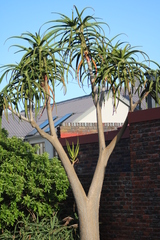 Aloidendron barberae
