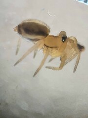 Minicia marginella