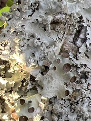 Parmotrema perforatum