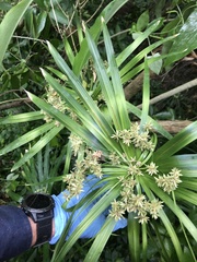 Cyperus alternifolius