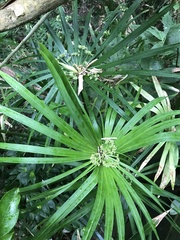 Cyperus alternifolius