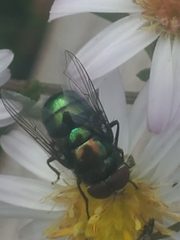 Chrysomya rufifacies