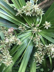 Cyperus alternifolius