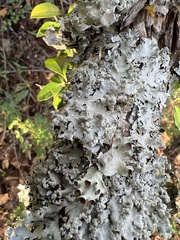 Parmotrema perforatum