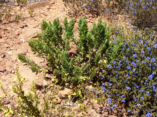 Image of Eremophila subfloccosa by no rights reserved