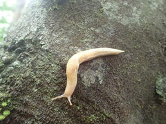 Elisolimax comorensis