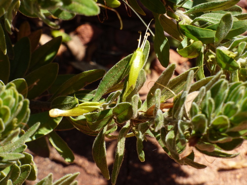 Image of Eremophila subfloccosa by no rights reserved