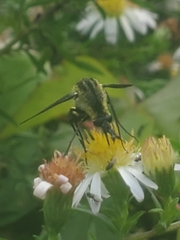 Lepidophora lepidocera