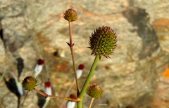 Eryngium sanguisorba