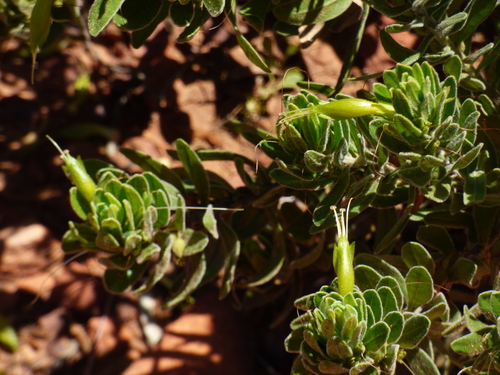 Eremophila subfloccosa, photograph 6