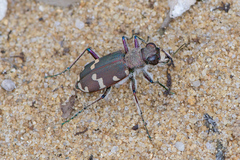 Cicindela hybrida
