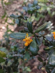 Berberis darwinii