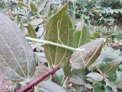 Clonopsis gallica