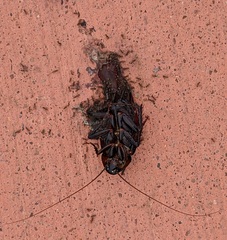 Periplaneta fuliginosa