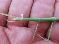 Clonopsis gallica