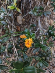 Berberis darwinii