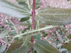 Clonopsis gallica